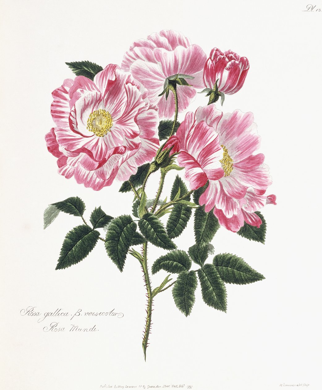Gallisk rose, 1796-1799 af English School