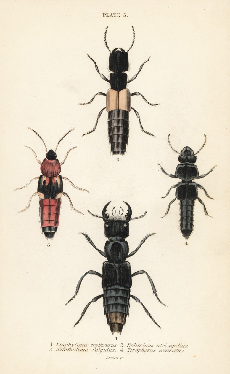 Rove biller: Staphylinus erythrurus 1, Xantholinus fulgidus 2, Bolitobius atricapillus 3, Zirophorus exaratus 4 af English School