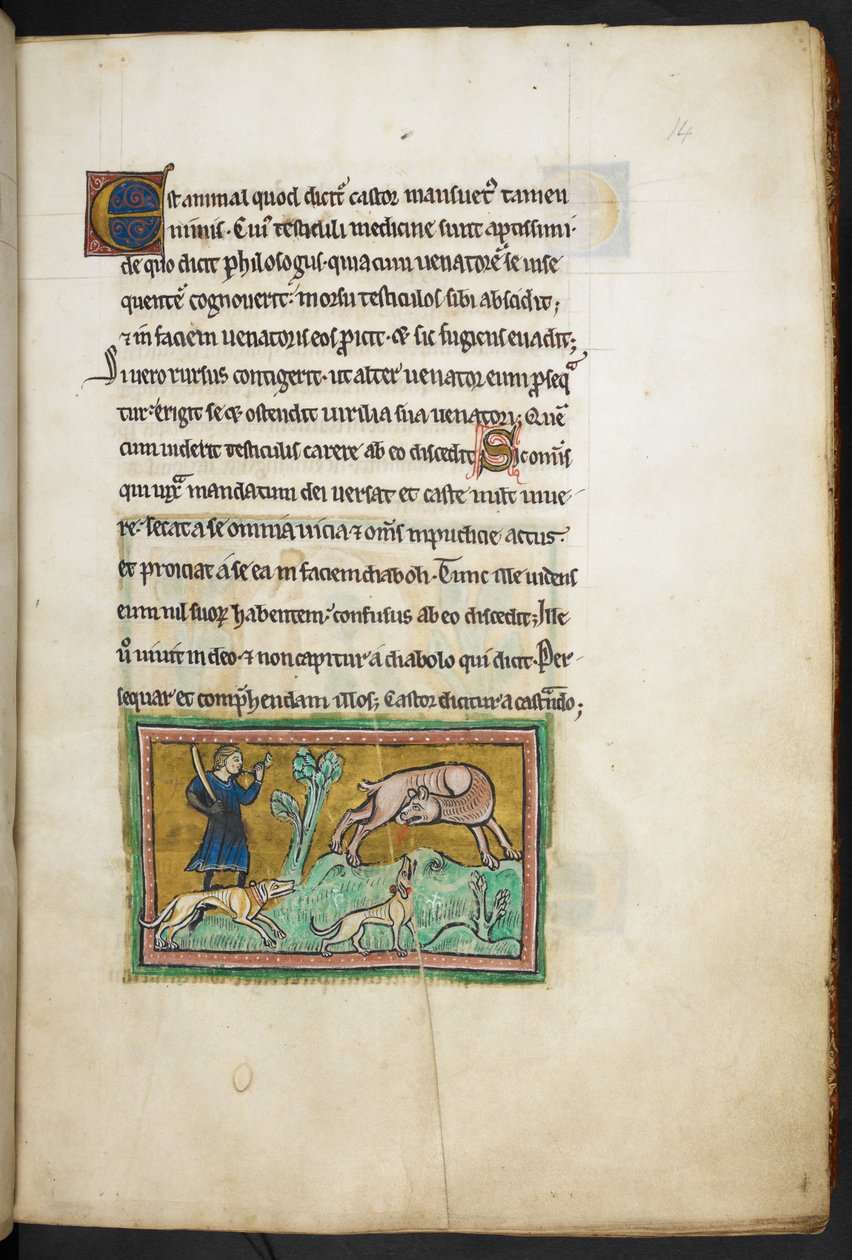 Royal 12 F.XIII, f.14 En ulv (?) med blod ud af munden, og en jæger med hunde, fra Rochester Bestiary, 2. kvartal af det 13. århundrede af English School