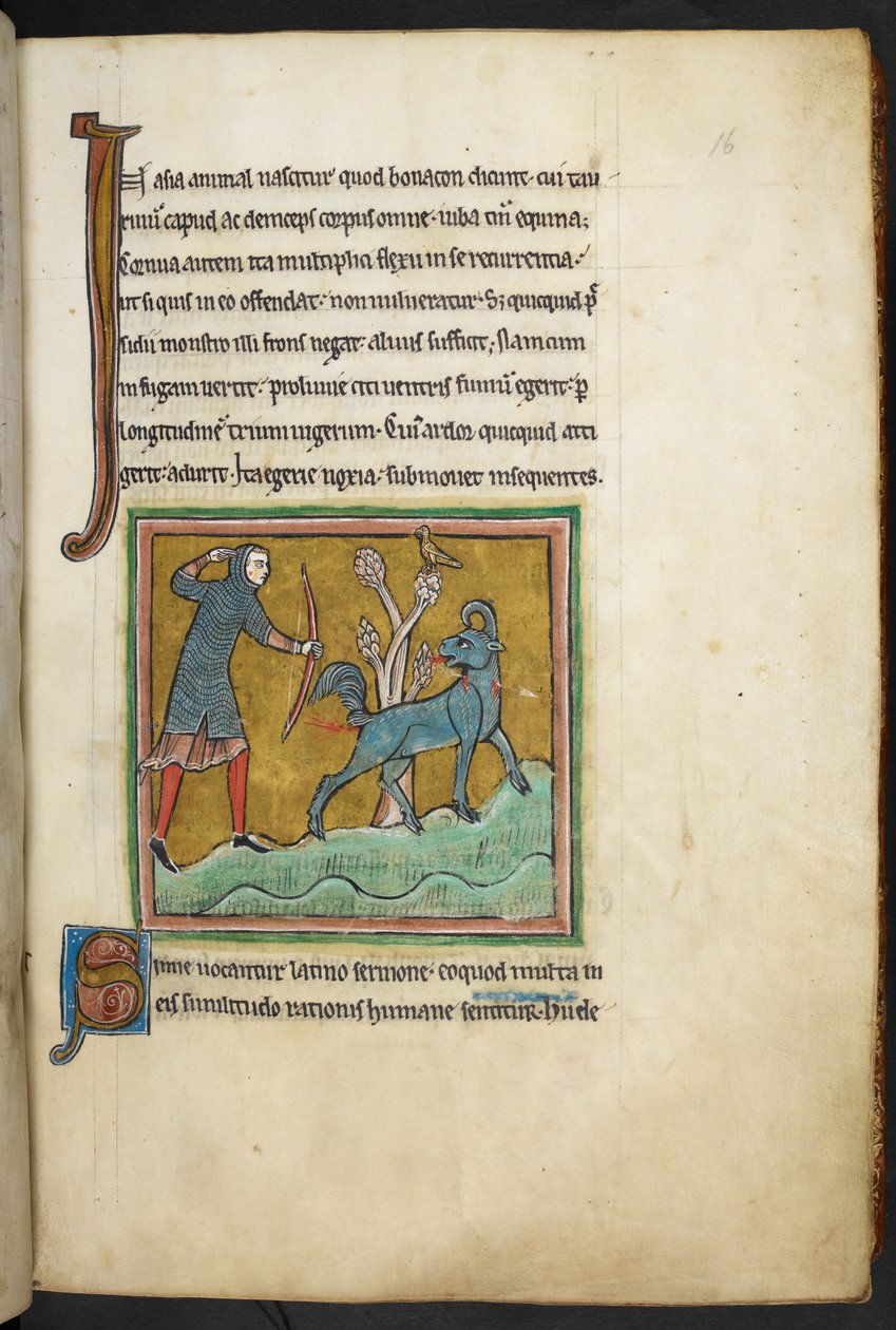 Kongelig 12 F.XIII, f.16   En jæger, der skyder en pil mod et dyr.  Bestiary (ff. 3-141), Lapidary (ff. 141v-149)  2. kvartal af det 13. århundrede af English School