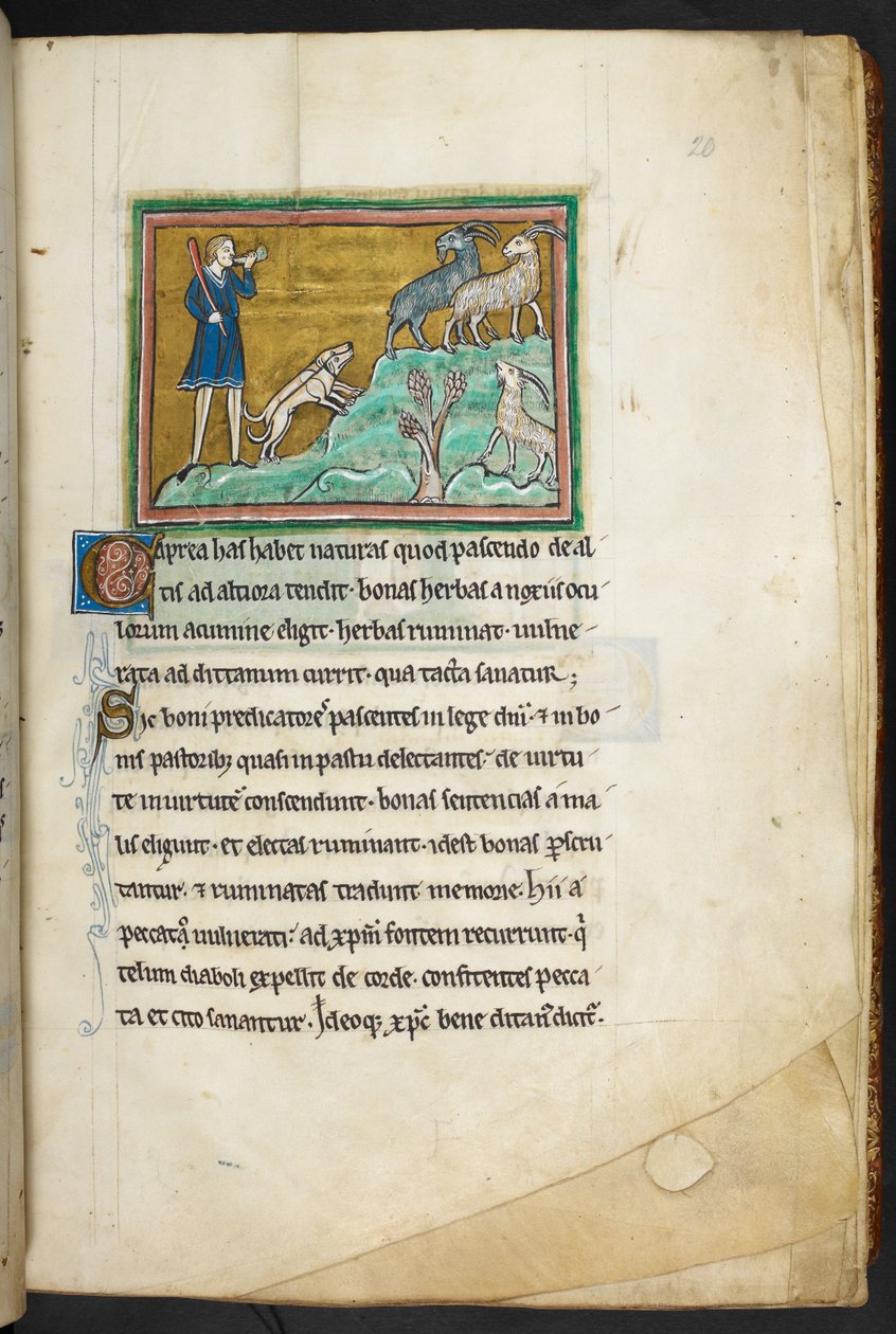 Kongelig 12 F.XIII, f.20 En jæger eller landmand med hunde, der forfølger geder.  Bestiary (ff. 3-141), Lapidary (ff. 141v-149)  2. kvartal af det 13. århundrede af English School