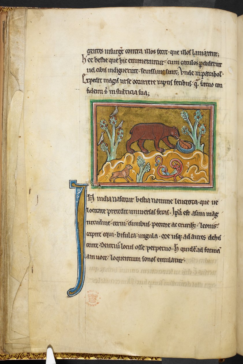 Kongelig 12 F.XIII, f.22v En bjørn ser på unger.  Bestiary (ff. 3-141), Lapidary (ff. 141v-149)  2. kvartal af det 13. århundrede af English School