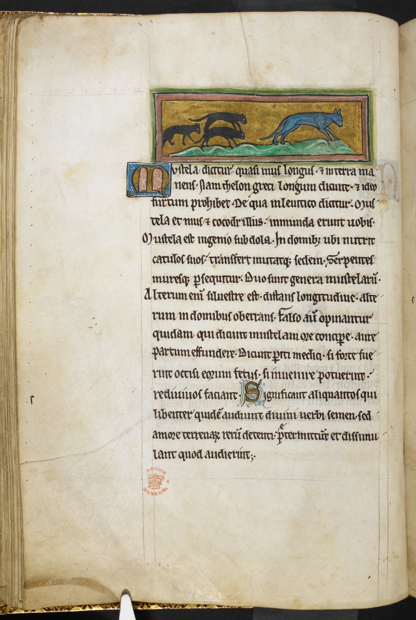 Kongelig 12 F.XIII, f.43v Mus, der jagter en kat, fra Bestiary (ff. 3-141), Lapidary (ff. 141v-149)  , 2. kvartal af det 13. århundrede (vellum) af English School