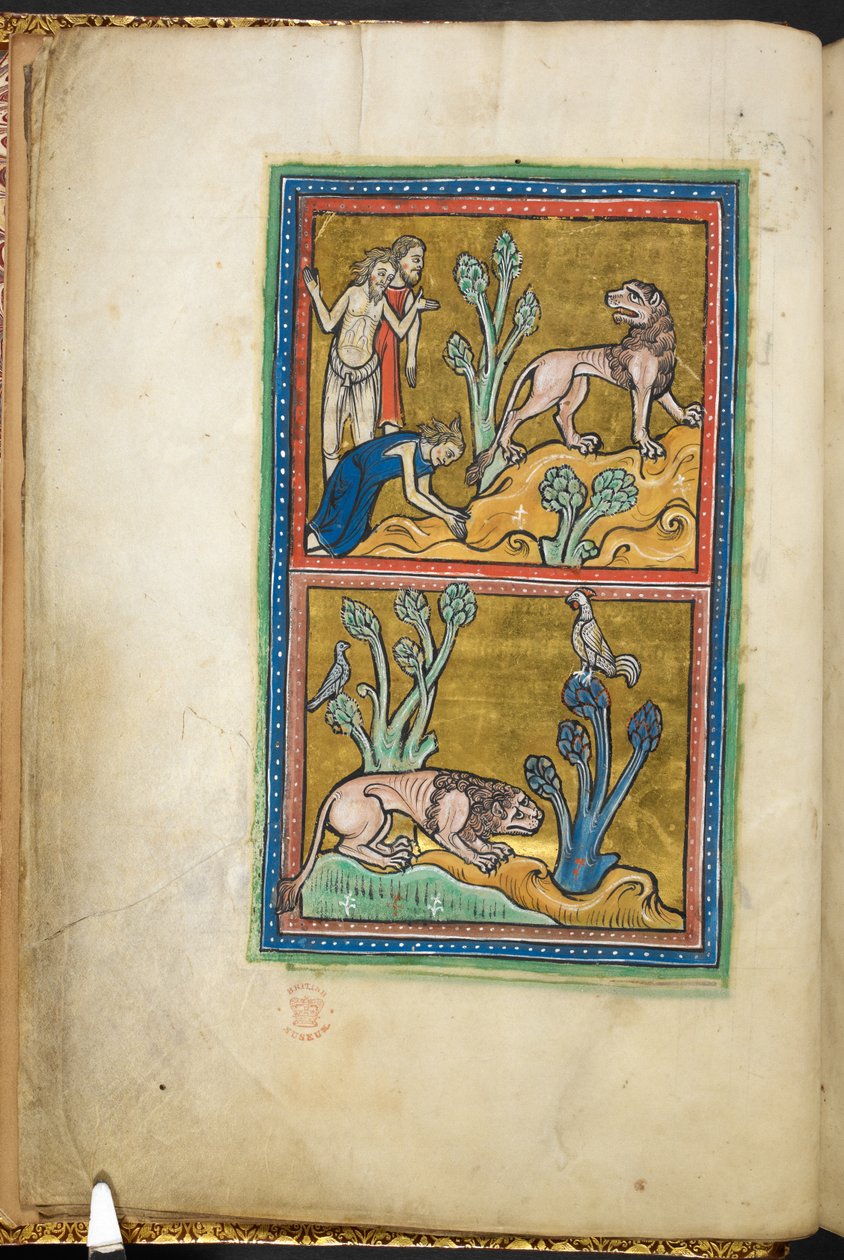 Kongelig 12 F.XIII, f.5v Øverst: tre mænd, hvoraf den ene bøjer sig for en løve; nedenunder: en løve krøb ved foden af et træ, med en hane siddende på toppen.  fra Bestiary (ff. 3-141), Lapidary (ff. 141v-149)  2. kvartal af det 13. århundrede af English School