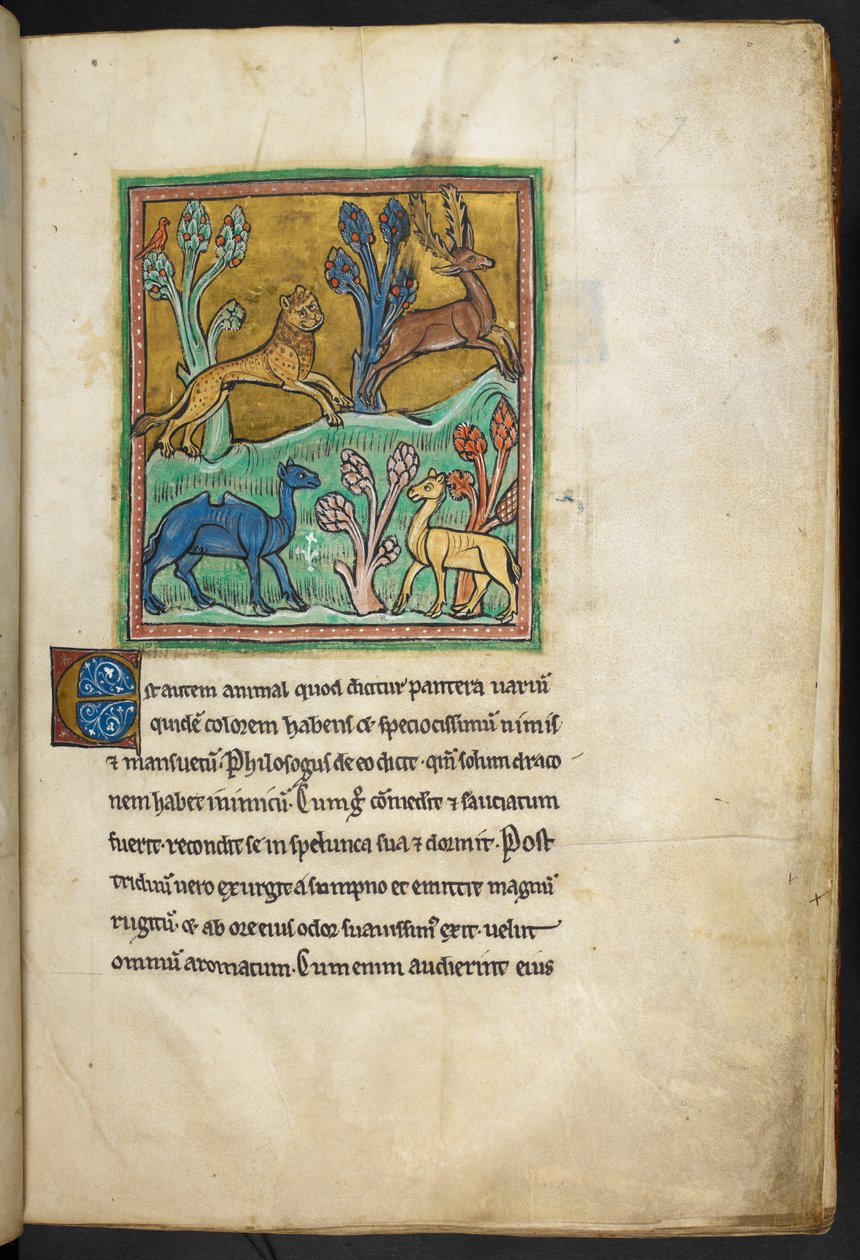 Kongelig 12 F.XIII, f.7   En leopard, der jager en kronhjort, med en kamel og et andet dyr.  fra Bestiary (ff. 3-141), Lapidary (ff. 141v-149)  2. kvartal af det 13. århundrede af English School