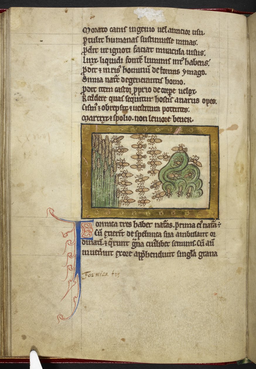 Royal MS 12 C XIX, f.24v Ants, fra 