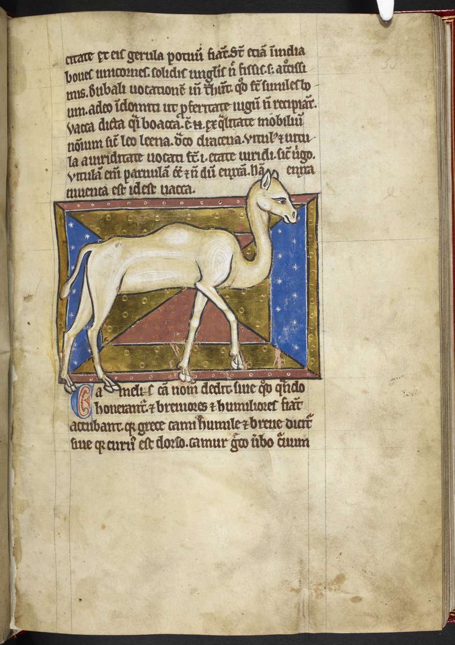 Royal MS 12 C XIX, f.33r Camel, fra 