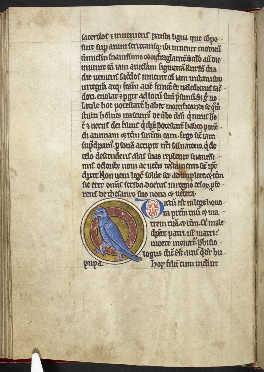 Royal MS 12 C XIX f.50v, Hoopoe, fra 