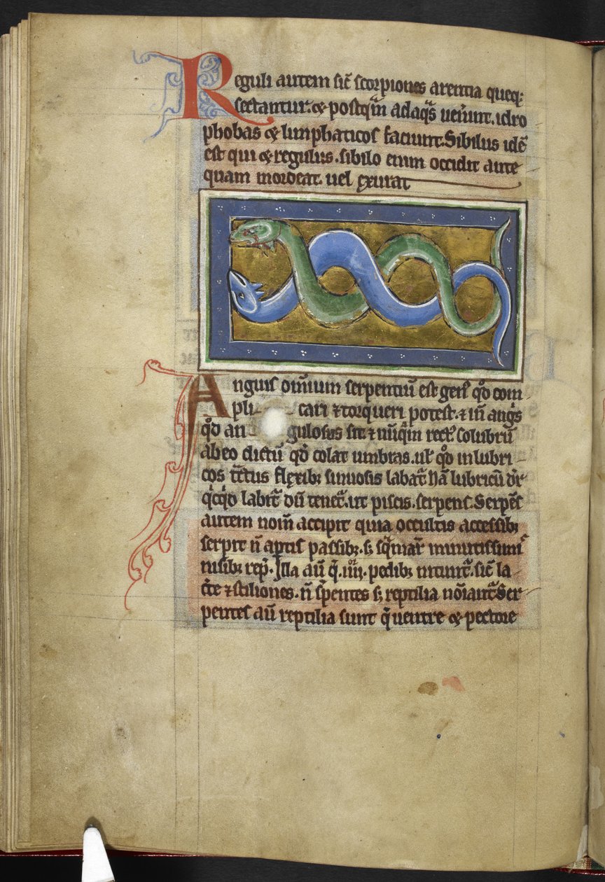 Royal MS 12 C XIX, f.63v Anguis, fra 