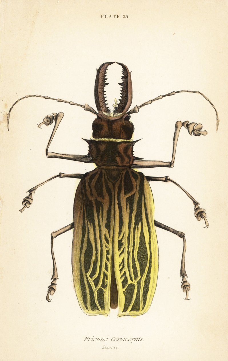 Sabeltandlanghornsbille, Macrodontia cervicornis (Prionus cervicornis) af English School