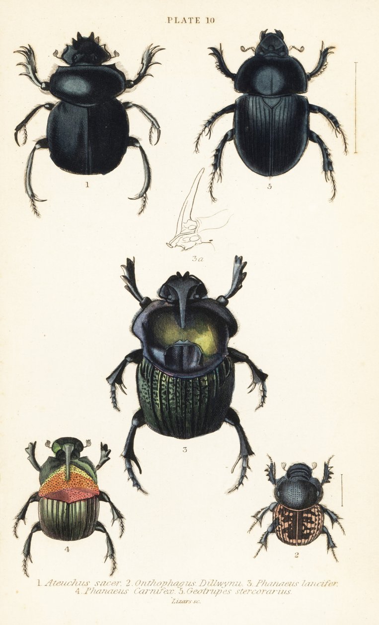 Hellig skarabeebille, Scarabaeus sacer 1, møgbiller, Onthophagus nuchicornis 2, Coprophanaeus lancifer 3, Sulcophanaeus carnifex 4 og jordborende møgbille, Geotrupes stercorarius 5 af English School