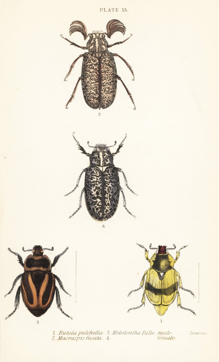 Scarab biller: Pelidnota pulchella subsp af English School