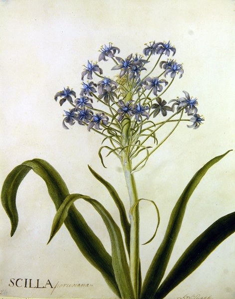 Scilla Peruviana botaniske undersøgelse (akvarel på papir) af English School