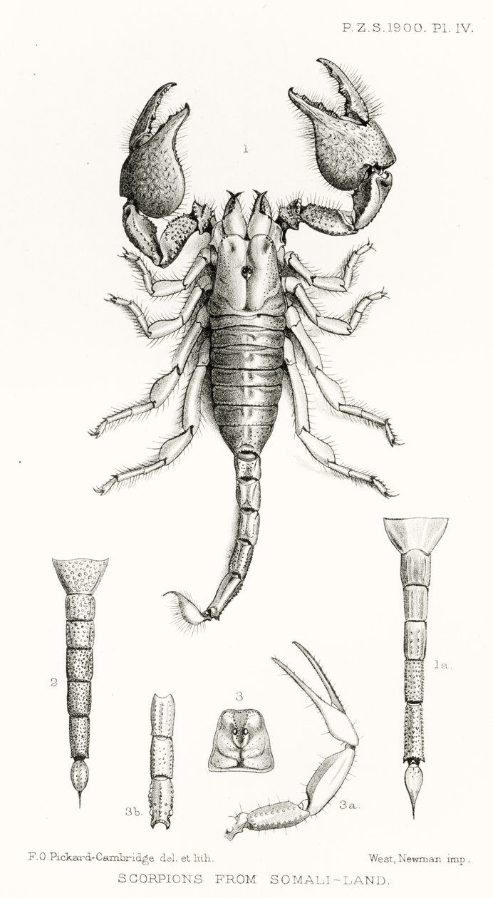 Scorpions from Somaliland, illustration fra The Hope Reports, Vol. II, 1897-1900., redigeret af Edward B. Poulton, Oxford, 1901 af English School