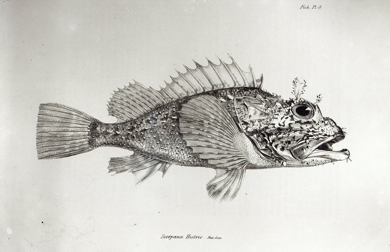 Scorpion Fish, plade 8 fra 