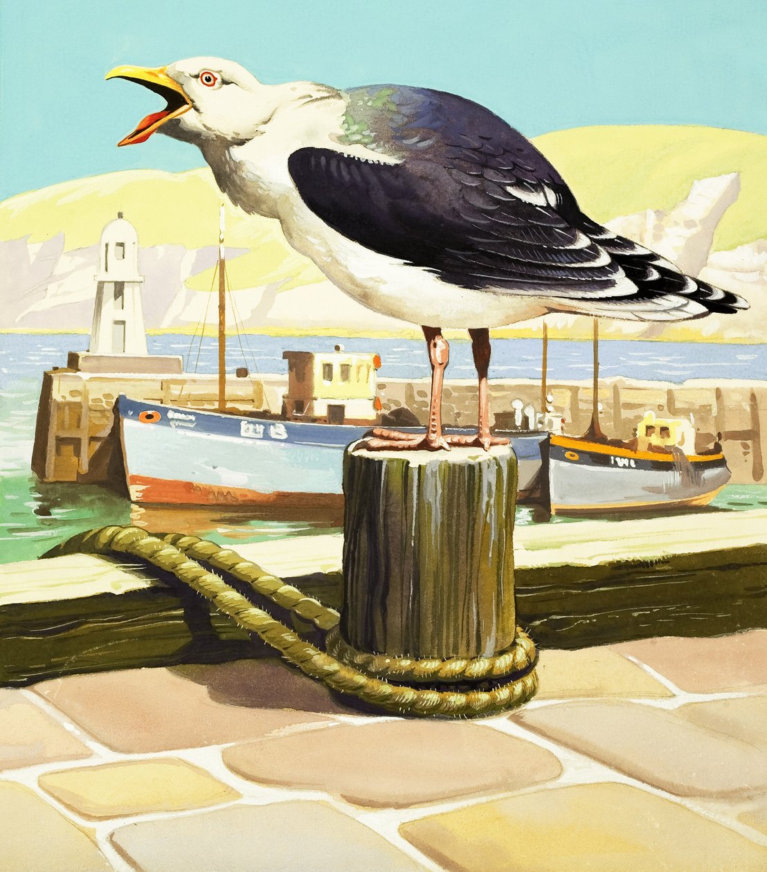 Måge, illustration fra 