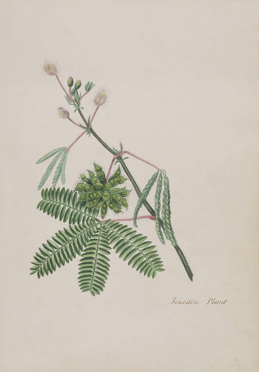 Sensitive Plant, illustration fra et album med digte, grafittegninger og akvareller, ca. 1828 (wc på papir) af English School