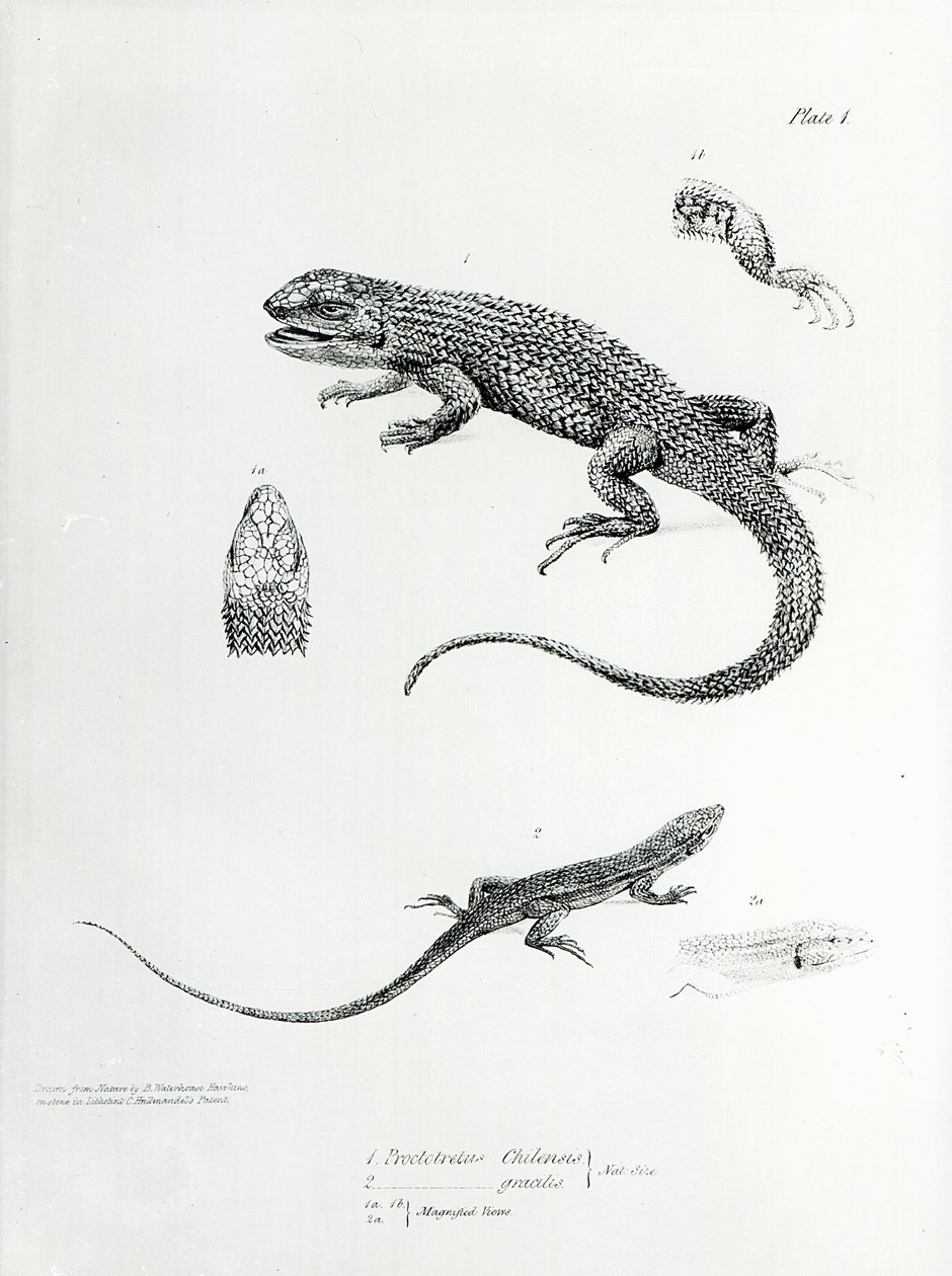 Shingled Iguana, illustration fra 