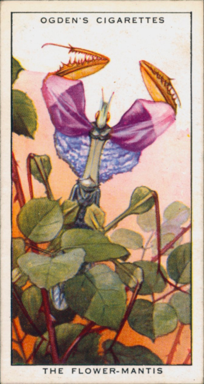 Signalfarver til aggression, insekter, blomstermantis (farvelitografi) af English School