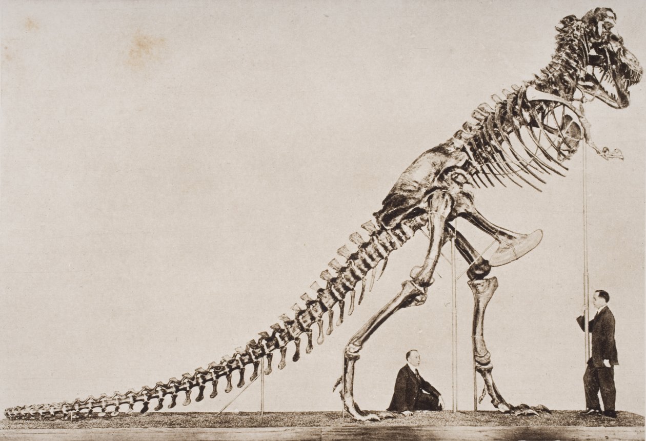 Skeleton of the Tyrannosaurus Rex, i American Museum of Natural History, fra 