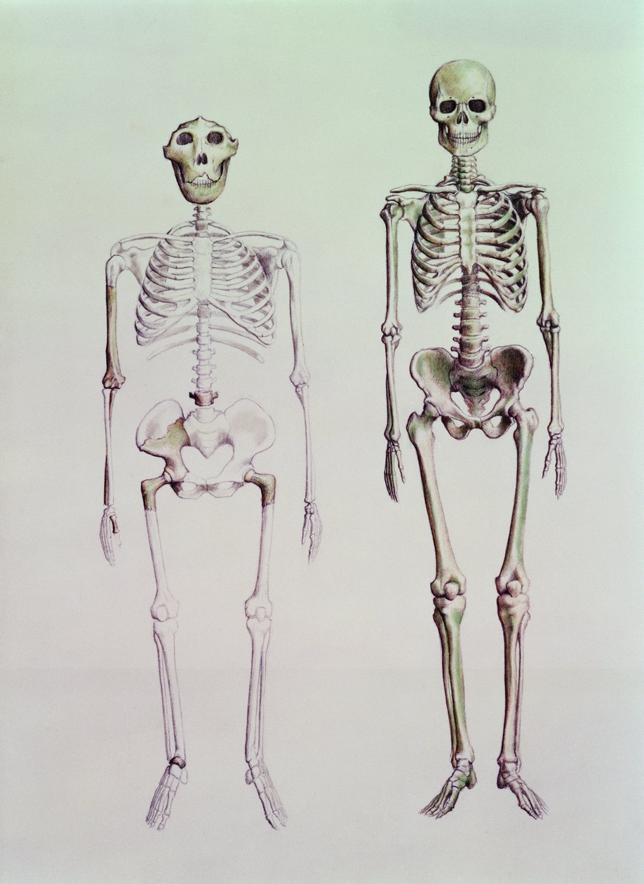 Skeletter af Australopithecus Boisei og Homo Sapiens af English School
