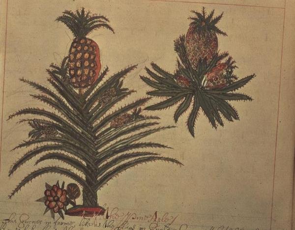 Sloane 4013 f.16v Ananastræer fra 