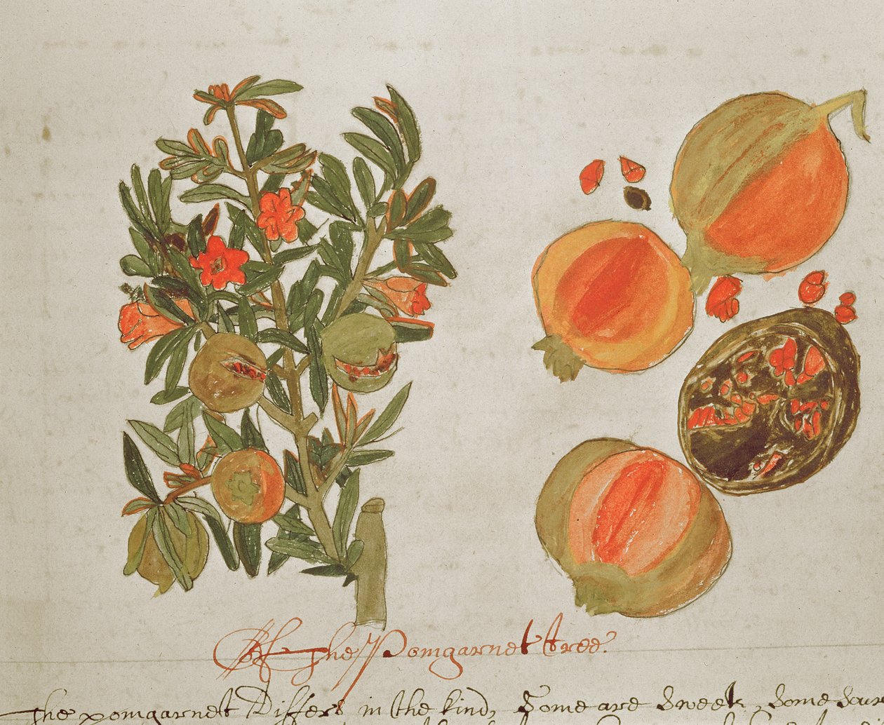 Sloane 4013 f.26 Granatæbler fra 