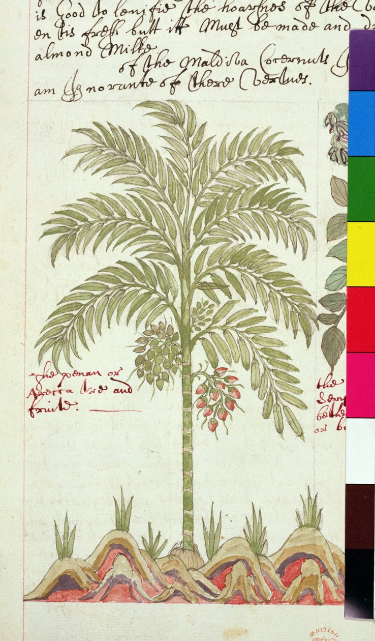 Sloane 4013 f.5v Dadelpalme fra 