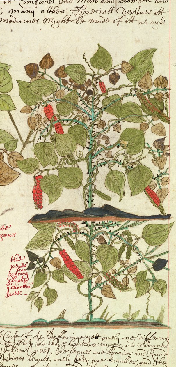 Sloane 4013 f.7 Det. Peberplante fra 