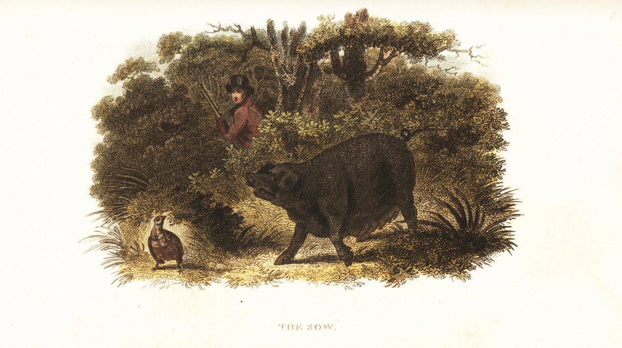 Tøs, hungrisen uddannet til at blive en pointer-hund eller pistol-hund af Richard Toomer, spilvogter for Sir Henry Mildmay af English School