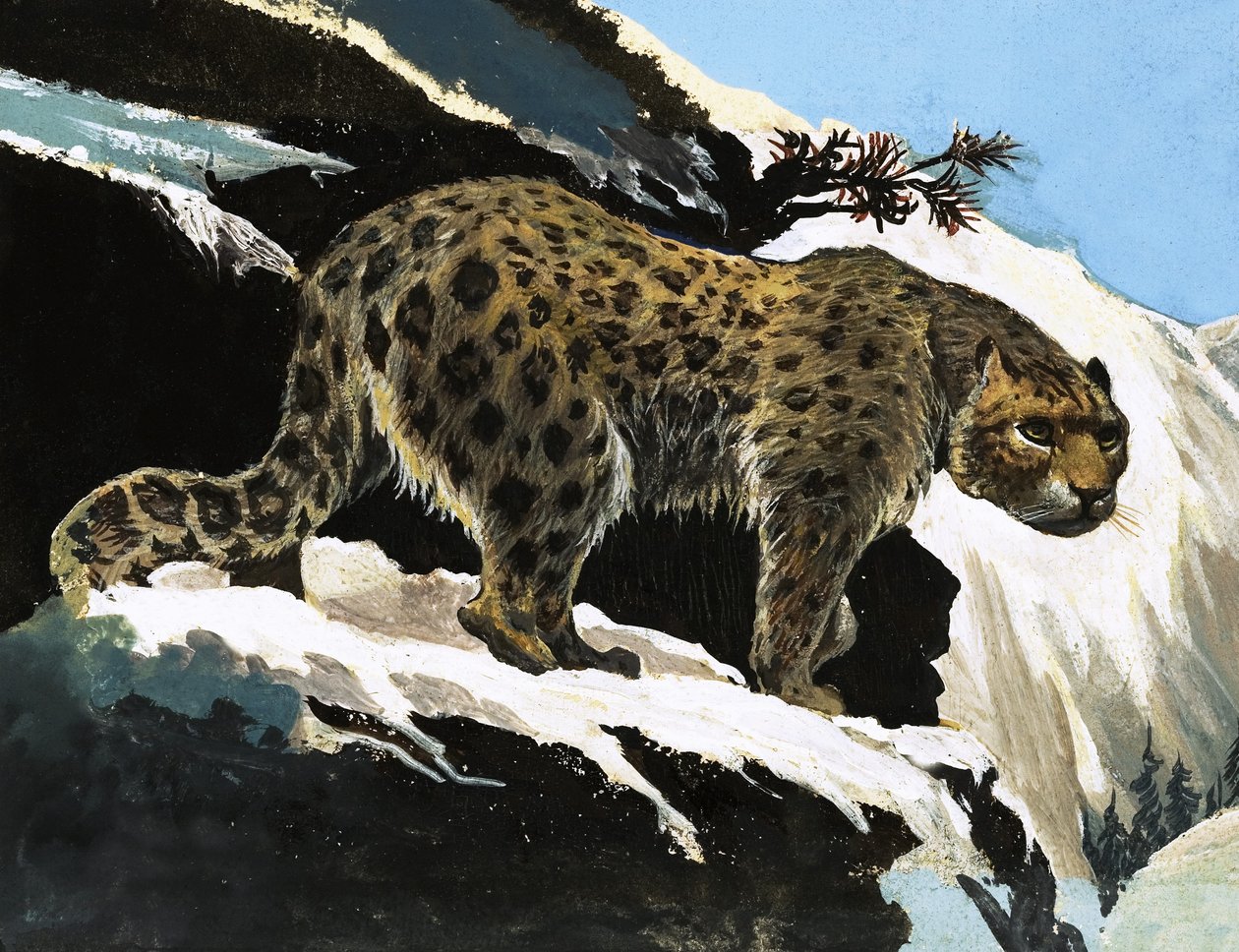 Sne-leopard af English School