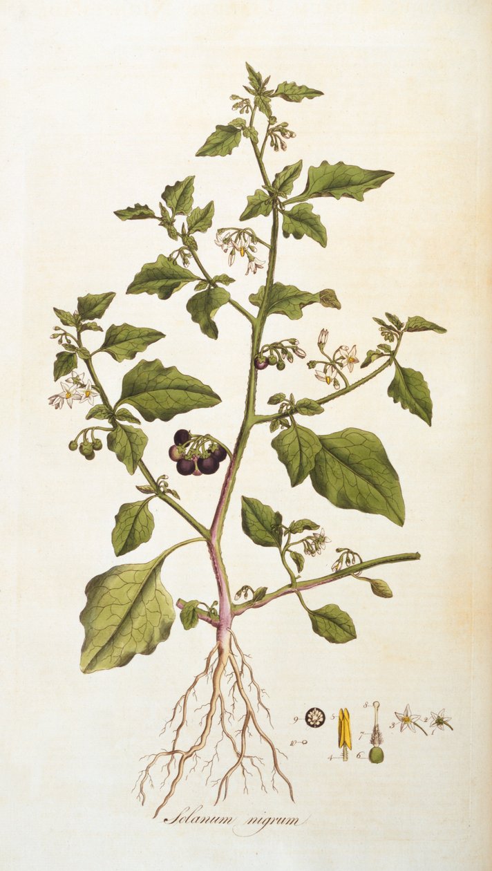 Solanum nigrum [natskygge], illustration fra Flora Londiniensis [Flowers of London] af William Curtis, udgivet 1777-98 (farvegravering) af English School