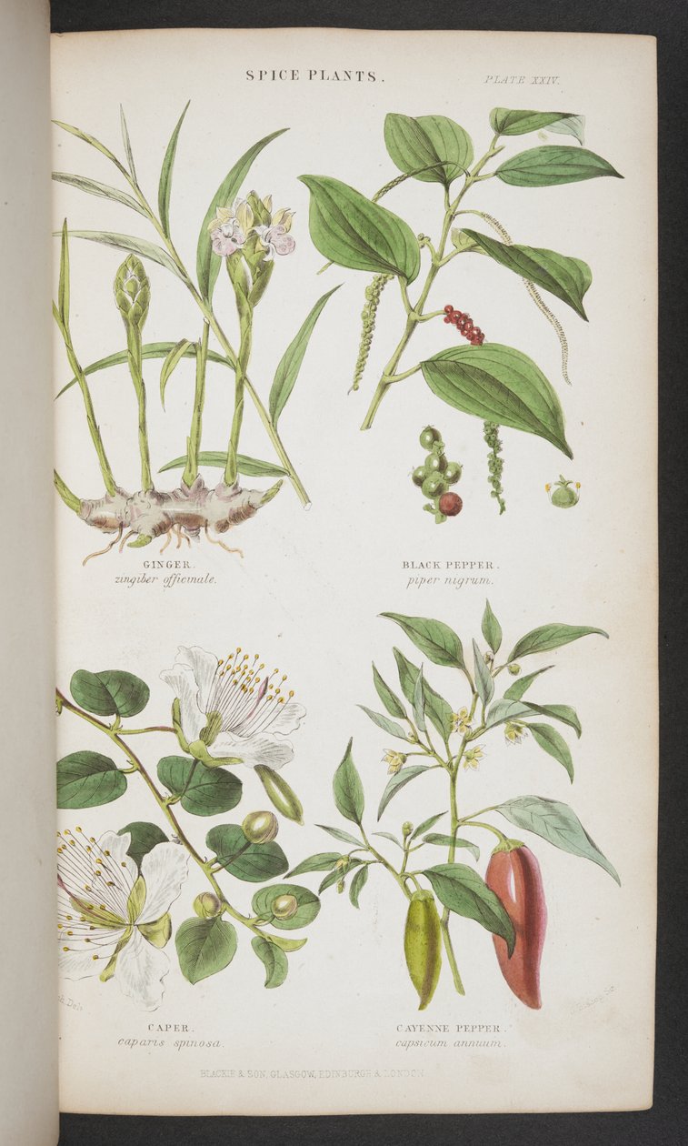 Spice Plants, fra 