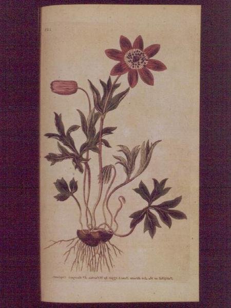 Star Anemone (Anemone hortensis), tallerken 123 fra William Curtis