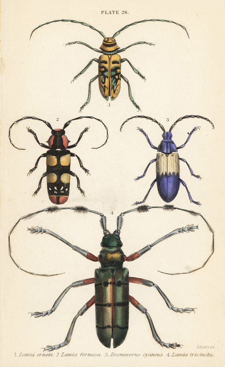 Sternotomis pulchra 1, Tragocephala formosa 2, hyldebær, Desmocerus palliatus 3 og Thysia wallichii 4 af English School