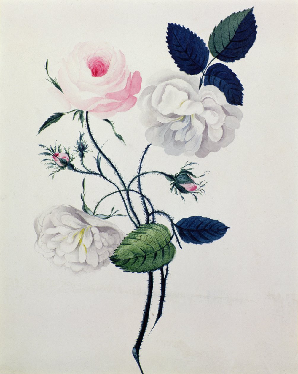 Study of White and Pink Roses, c.1820 (akvarel på papir) af English School
