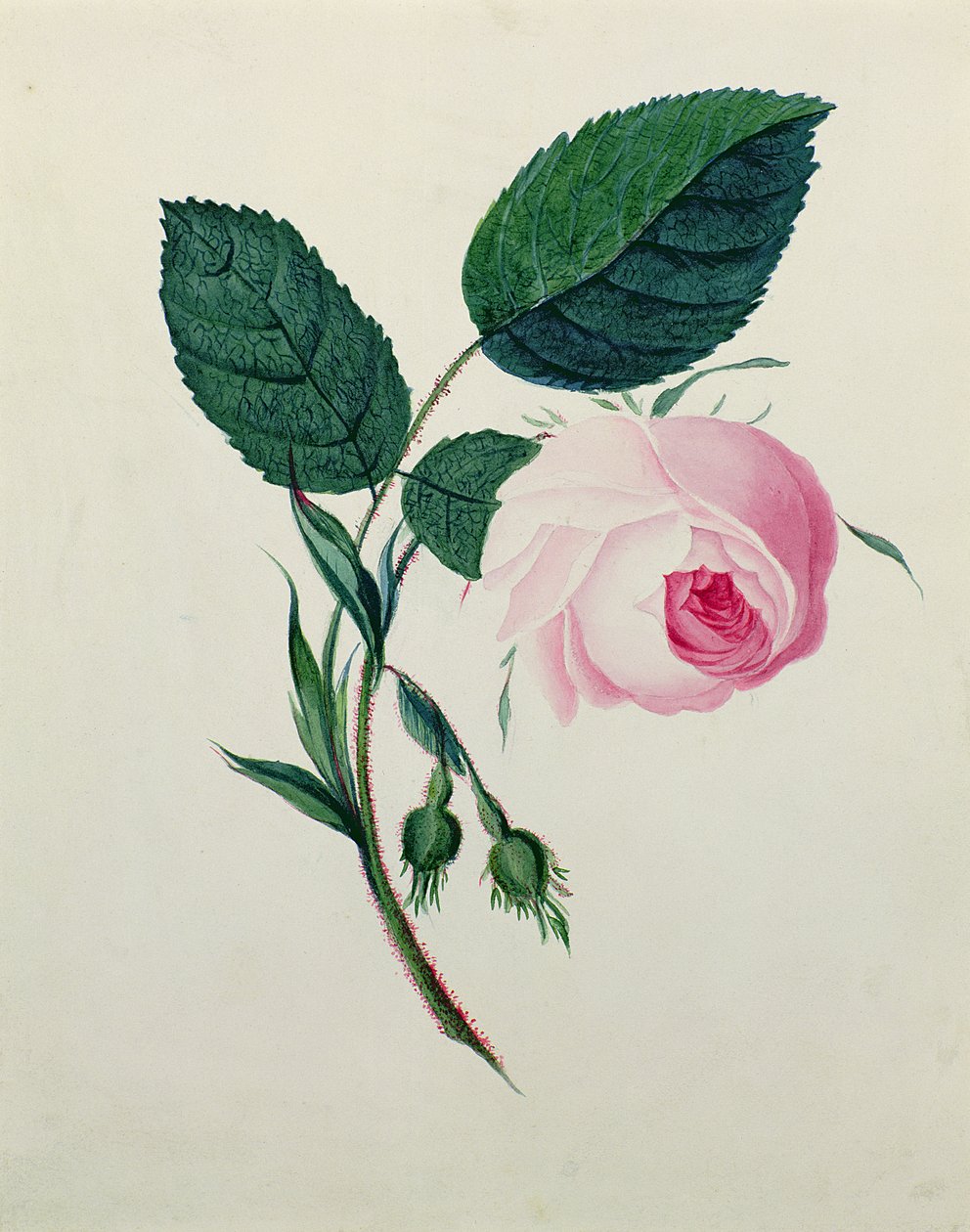 Study of a Pink Rose, ca. 1820 (wc på papir) af English School