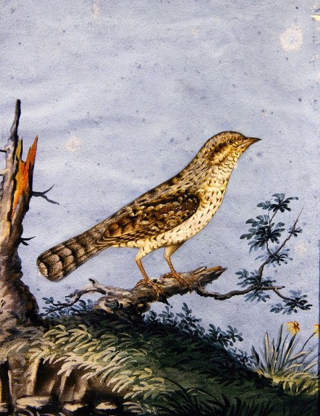 Studie af en fugl, ca.1800 (gouache på papir) af English School