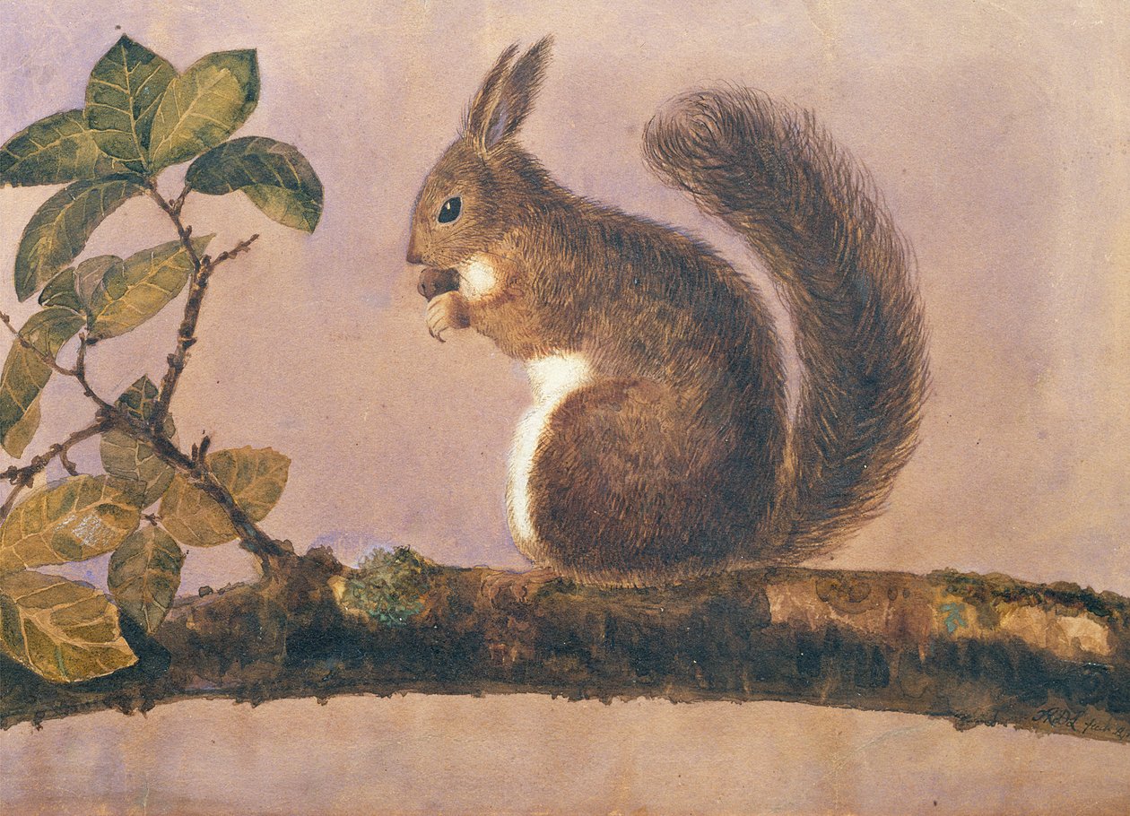 Studie af et egern på en gren, ca. 1840 (wc på papir) af English School