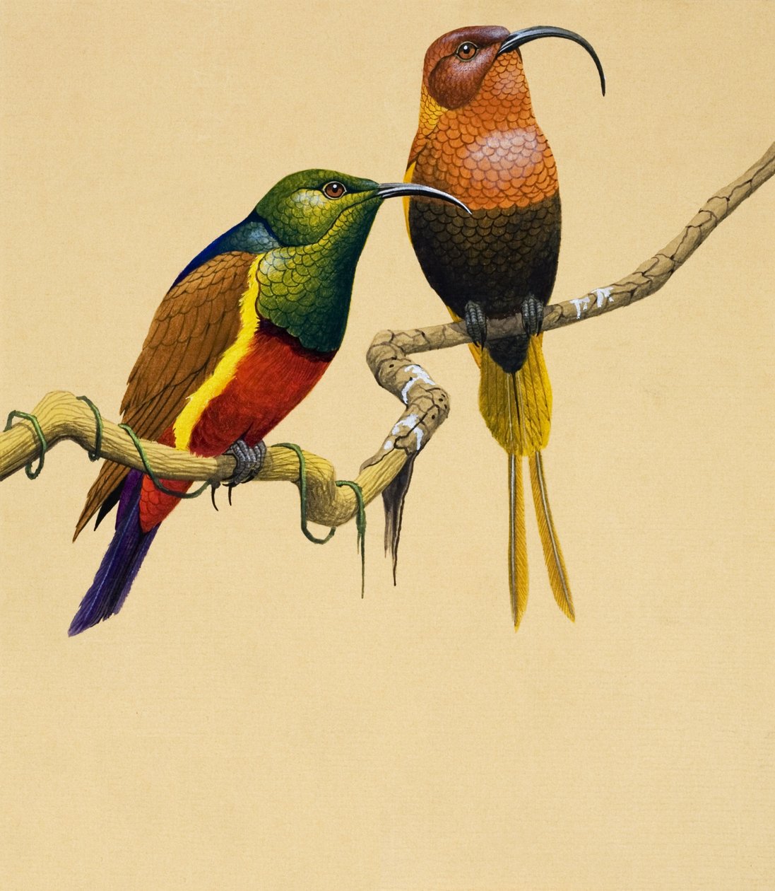 Sun Birds (gouache på papir) af English School
