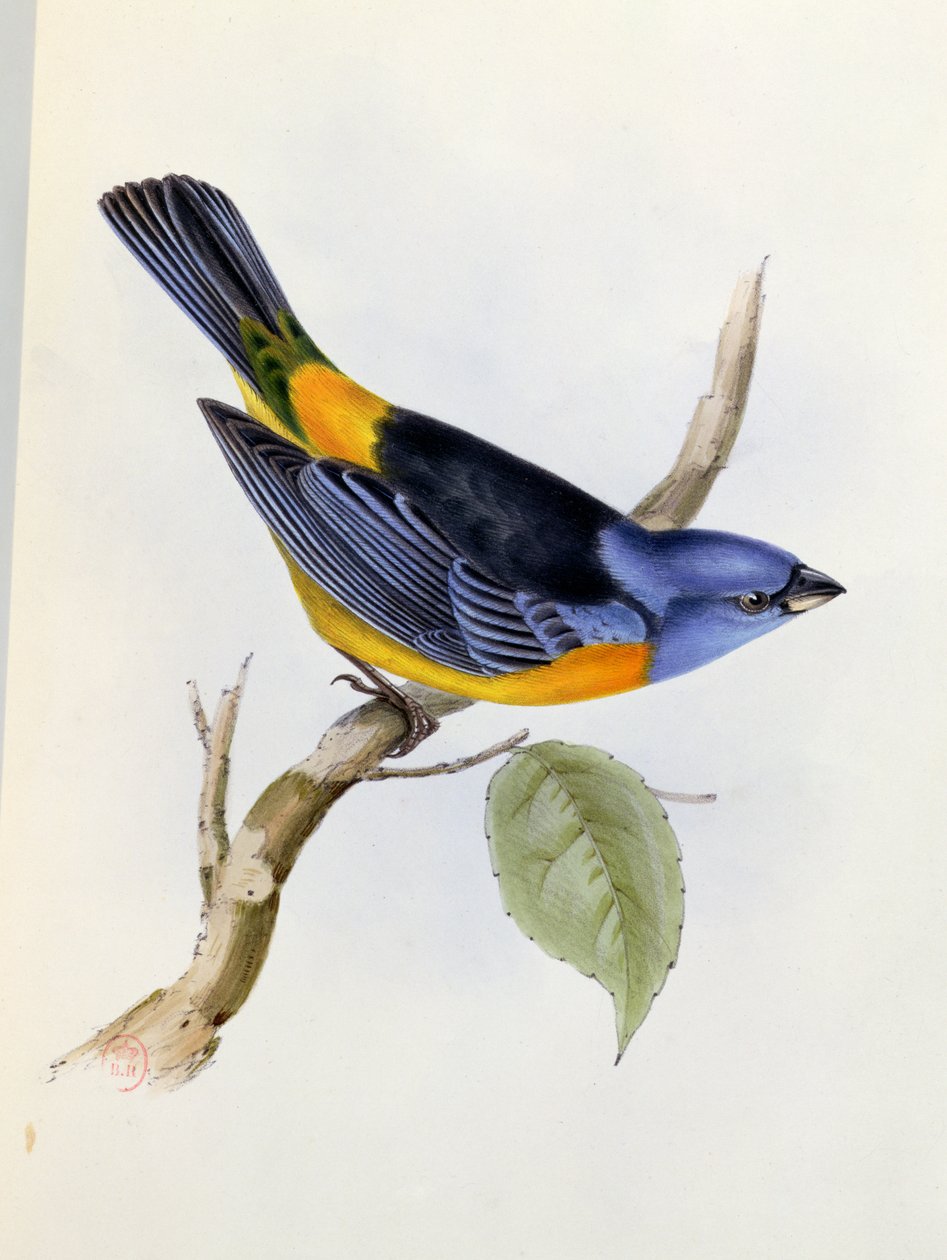 Tanagra Darwini, plade 34 fra The Zoology of the Voyage of H.M.S. Beagle 1832-36, af Charles Darwin (1809-92), 1840 af English School