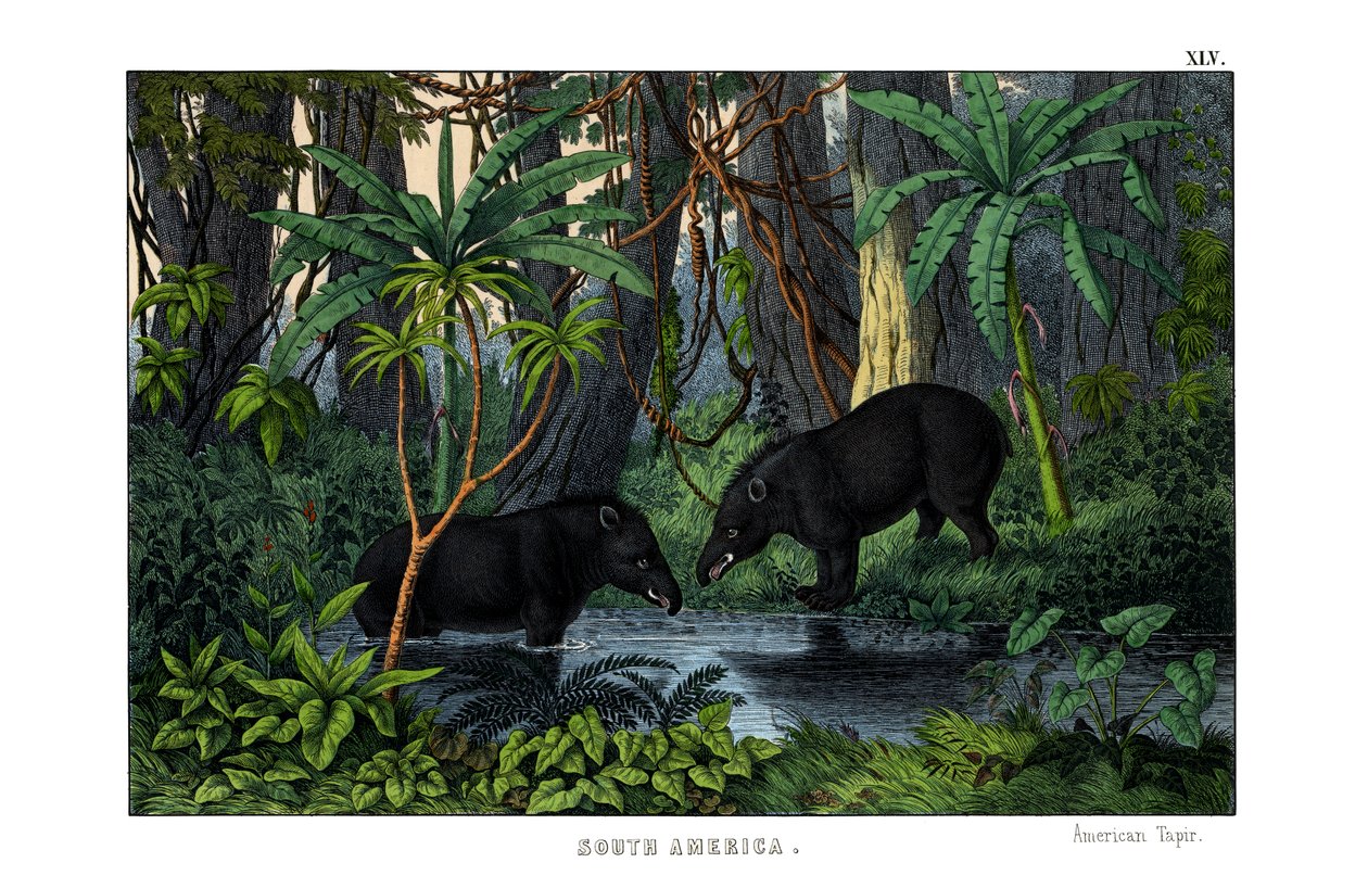 Tapir af English School
