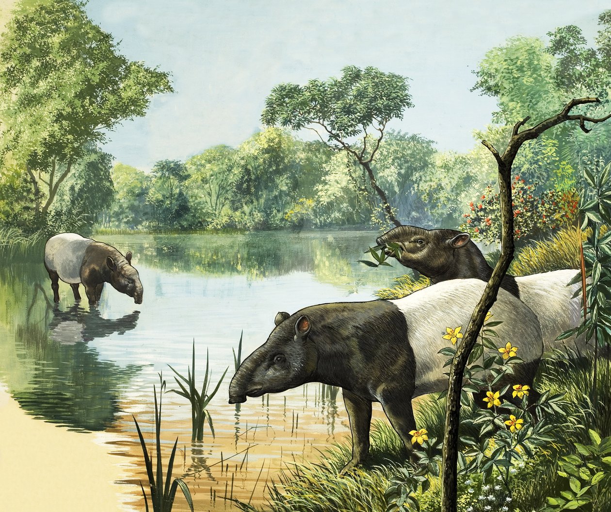 Tapirer, illustration fra Nature