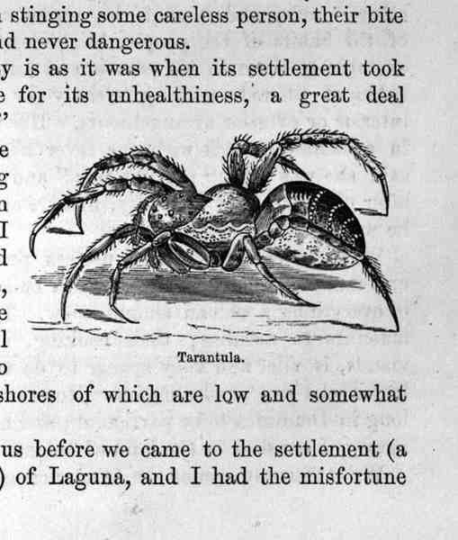 Tarantula, fra Santo Domingo Fortid og Nutid af Samuel Hazard, pub. 1873 af English School