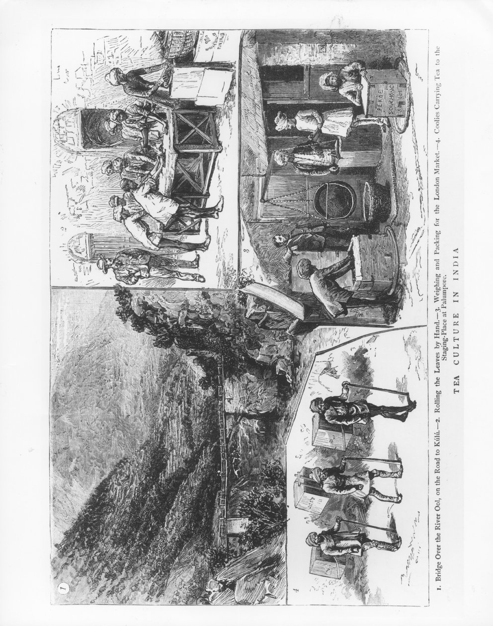 Tekultur i Indien, 1883 af English School