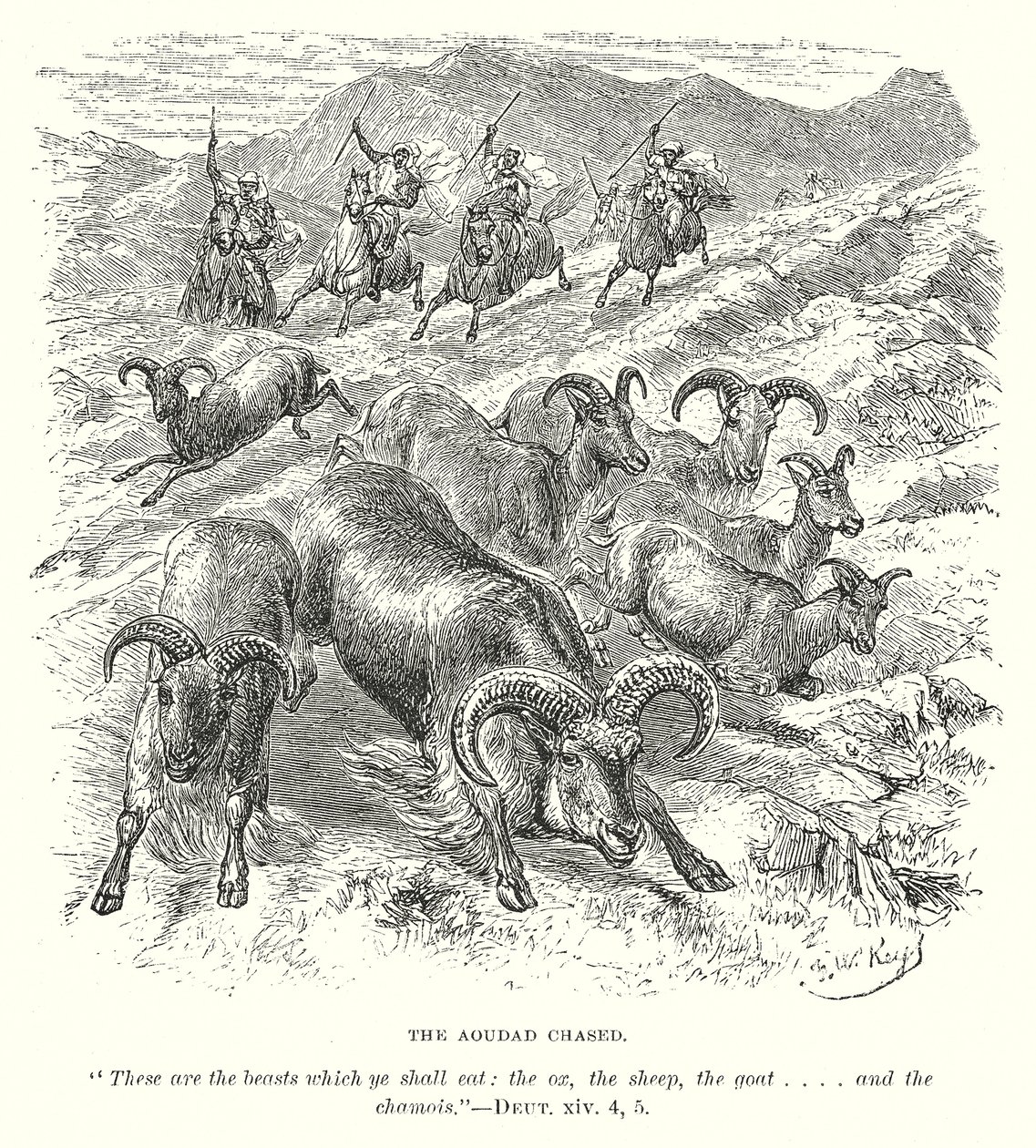 The Aoudad Chased (gravering) af English School