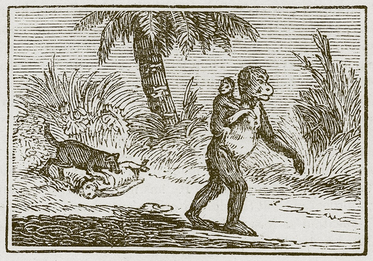 Aben og hendes to unger (kobberstik) af English School