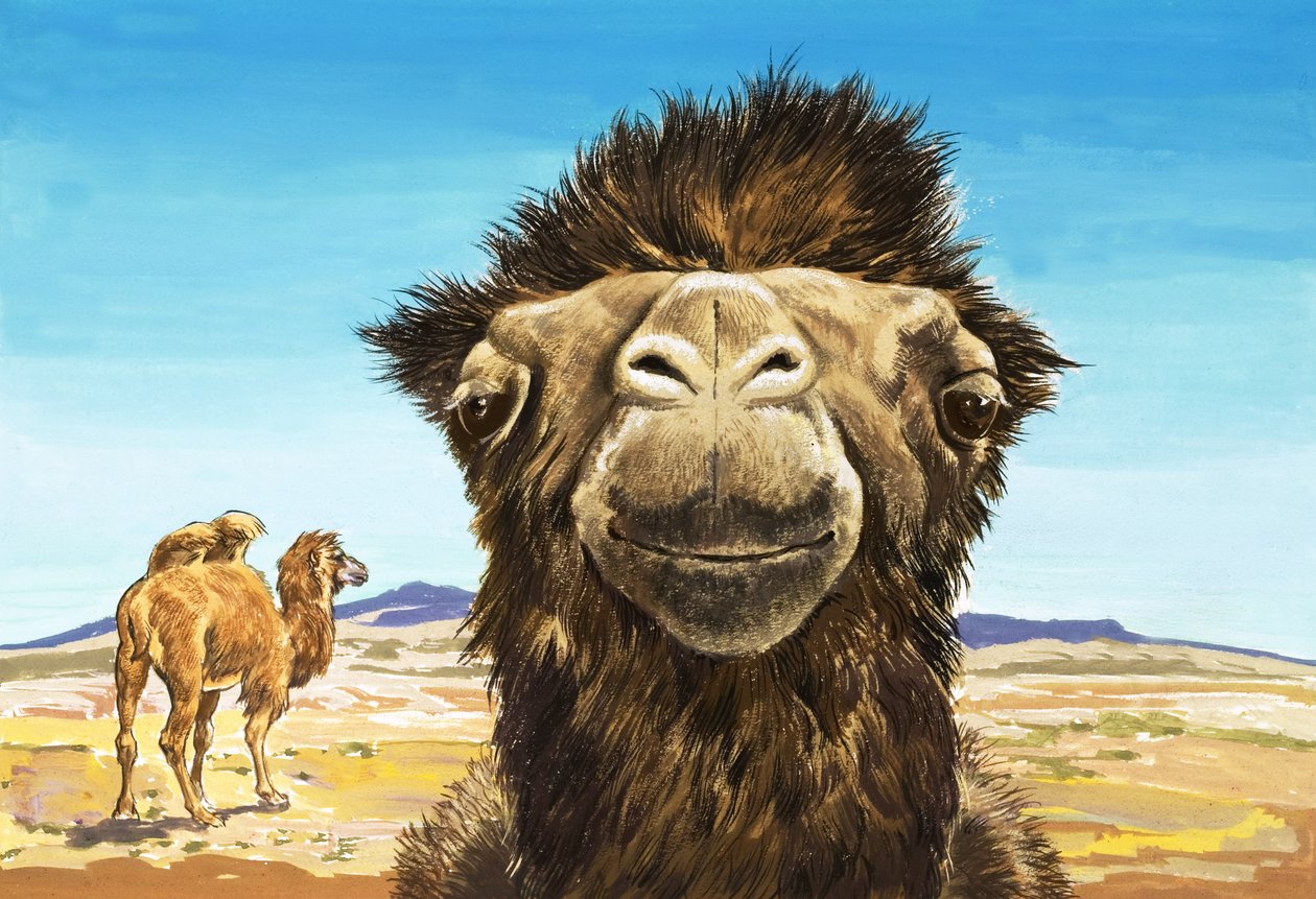 Kamelen, illustration fra 
