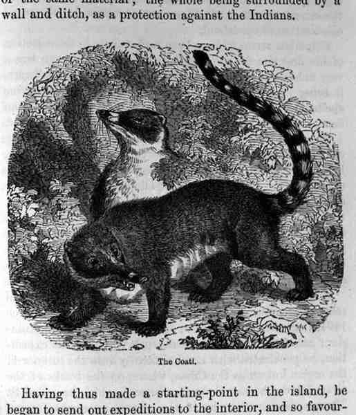 The Coati, fra Santo Domingo Fortid og Nutid af Samuel Hazard, pub. 1873 af English School