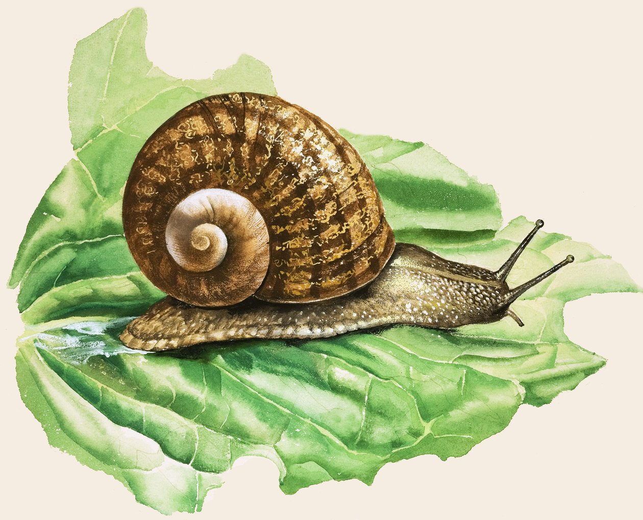 Den almindelige havesnegl, illustration fra 